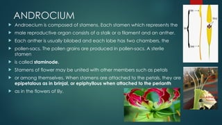 ANDROCIUM
 Androecium is composed of stamens. Each stamen which represents the
 male reproductive organ consists of a stalk or a filament and an anther.
 Each anther is usually bilobed and each lobe has two chambers, the
 pollen-sacs. The pollen grains are produced in pollen-sacs. A sterile
stamen
 is called staminode.
 Stamens of flower may be united with other members such as petals
 or among themselves. When stamens are attached to the petals, they are
epipetalous as in brinjal, or epiphyllous when attached to the perianth
 as in the flowers of lily.
 