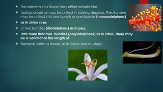  The stamens in a flower may either remain free
 (polyandrous) or may be united in varying degrees. The stamens
may be united into one bunch or one bundle (monoadelphous)
 as in china rose,
 or two bundles (diadelphous) as in pea,
 into more than two bundles (polyadelphous) as in citrus. There may
be a variation in the length of
 filaments within a flower, as in Salvia and mustard.
 