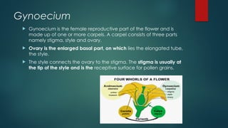 Gynoecium
 Gynoecium is the female reproductive part of the flower and is
made up of one or more carpels. A carpel consists of three parts
namely stigma, style and ovary.
 Ovary is the enlarged basal part, on which lies the elongated tube,
the style.
 The style connects the ovary to the stigma. The stigma is usually at
the tip of the style and is the receptive surface for pollen grains.
 