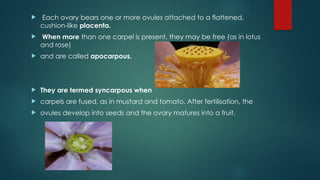  Each ovary bears one or more ovules attached to a flattened,
cushion-like placenta.
 When more than one carpel is present, they may be free (as in lotus
and rose)
 and are called apocarpous.
 They are termed syncarpous when
 carpels are fused, as in mustard and tomato. After fertilisation, the
 ovules develop into seeds and the ovary matures into a fruit.
 