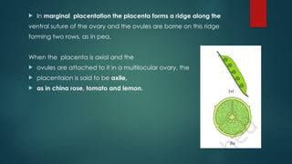  In marginal placentation the placenta forms a ridge along the
ventral suture of the ovary and the ovules are borne on this ridge
forming two rows, as in pea.
When the placenta is axial and the
 ovules are attached to it in a multilocular ovary, the
 placentaion is said to be axile,
 as in china rose, tomato and lemon.
 