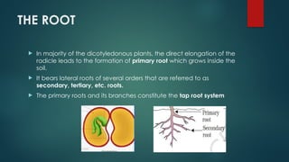 Tertiary Roots MORPHOLOGY OF PLANT UNIT 5 NCERT CBSE CLASS 11 BIOLOGY.pptx