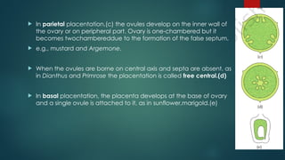  In parietal placentation,(c) the ovules develop on the inner wall of
the ovary or on peripheral part. Ovary is one-chambered but it
becomes twochambereddue to the formation of the false septum,
 e.g., mustard and Argemone.
 When the ovules are borne on central axis and septa are absent, as
in Dianthus and Primrose the placentation is called free central.(d)
 In basal placentation, the placenta develops at the base of ovary
and a single ovule is attached to it, as in sunflower,marigold.(e)
 