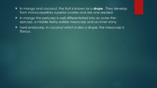  In mango and coconut, the fruit is known as a drupe . They develop
from monocarpellary superior ovaries and are one seeded.
 In mango the pericarp is well differentiated into an outer thin
epicarp, a middle fleshy edible mesocarp and an inner stony
 hard endocarp. In coconut which is also a drupe, the mesocarp is
fibrous.
 