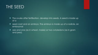 THE SEED
 The ovules after fertilisation, develop into seeds. A seed is made up
of a
 seed coat and an embryo. The embryo is made up of a radicle, an
embryonal
 axis and one (as in wheat, maize) or two cotyledons (as in gram
and pea).
 
