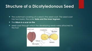 Structure of a Dicotyledonous Seed
 The outermost covering of a seed is the seed coat. The seed coat
has two layers, the outer testa and the inner tegmen.
 The hilum is a scar on the
 seed coat through which the developing seeds were attached to
the fruit.
 