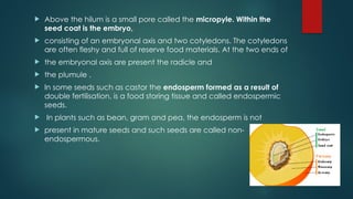  Above the hilum is a small pore called the micropyle. Within the
seed coat is the embryo,
 consisting of an embryonal axis and two cotyledons. The cotyledons
are often fleshy and full of reserve food materials. At the two ends of
 the embryonal axis are present the radicle and
 the plumule .
 In some seeds such as castor the endosperm formed as a result of
double fertilisation, is a food storing tissue and called endospermic
seeds.
 In plants such as bean, gram and pea, the endosperm is not
 present in mature seeds and such seeds are called non-
endospermous.
 