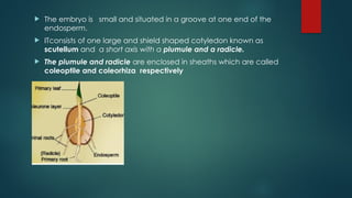  The embryo is small and situated in a groove at one end of the
endosperm.
 ITconsists of one large and shield shaped cotyledon known as
scutellum and a short axis with a plumule and a radicle.
 The plumule and radicle are enclosed in sheaths which are called
coleoptile and coleorhiza respectively
 
