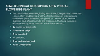 SEMI-TECHNICAL DESCRIPTION OF A TYPICAL
FLOWERING PLANT
 The plant is described beginning with its habit,vegetative characters
– roots, stem and leaves and thenfloral characters inflorescence
and flower parts. Afterdescribing various parts of plant, a floral
diagram and afloral formula are presented. The floral formula is
represented by some symbols. In the floral formula,
 Br stands for bracteate
 K stands for calyx ,
 C for corolla, P
 for perianth,
 A for androecium and
 G for Gynoecium,
 