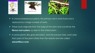  In monocotyledonous plants, the primary root is short lived and is
replaced by a large number of roots.
 These roots originate from the base of the stem and constitute the
fibrous root system, as seen in the wheat plant .
 In some plants, like grass,Monstera and the banyan tree, roots arise
from parts of the plant other than the radicle and are called
adventitious roots
 