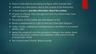  Fusion is indicated by enclosing the figure within bracket and
 adhesion by a line drawn above the symbols of the floral parts.
 A floral diagram provides information about the number
 of parts of a flower, their arrangement and the relation they have
with one another.
 The position of the mother axis with respect to the
 flower is represented by a dot on the top of the floral diagram.
 Calyx, corolla, androecium and gynoecium are drawn in successive
whorls, calyx
 being the outermost and the gynoecium being in the centre. Floral
formula also shows cohesion and adhesion within parts of whorls
and between whorls
 the mustard plant (Family: Brassicaceae).
 