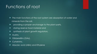 Functions of root
 The main functions of the root system are absorption of water and
minerals from the soil,
 providing a proper anchorage to the plant parts,
 storing reserve food material and
 synthesis of plant growth regulators.
 Auxins,
 Gibberellins (GAs),
 Cytokinins,
 Abscisic acid (ABA) and Ethylene
 