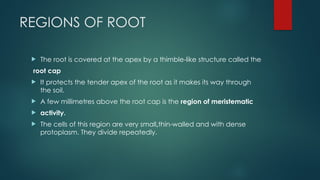 REGIONS OF ROOT
 The root is covered at the apex by a thimble-like structure called the
root cap
 It protects the tender apex of the root as it makes its way through
the soil.
 A few millimetres above the root cap is the region of meristematic
 activity.
 The cells of this region are very small,thin-walled and with dense
protoplasm. They divide repeatedly.
 