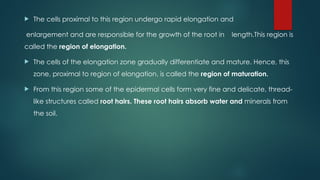  The cells proximal to this region undergo rapid elongation and
enlargement and are responsible for the growth of the root in length.This region is
called the region of elongation.
 The cells of the elongation zone gradually differentiate and mature. Hence, this
zone, proximal to region of elongation, is called the region of maturation.
 From this region some of the epidermal cells form very fine and delicate, thread-
like structures called root hairs. These root hairs absorb water and minerals from
the soil.
 