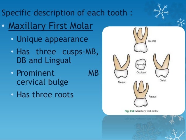 morphology of primary teeth primary mandibular first molar