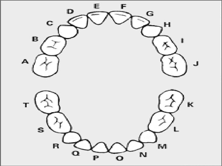 morphology of primary teeth pedodontics primary teeth