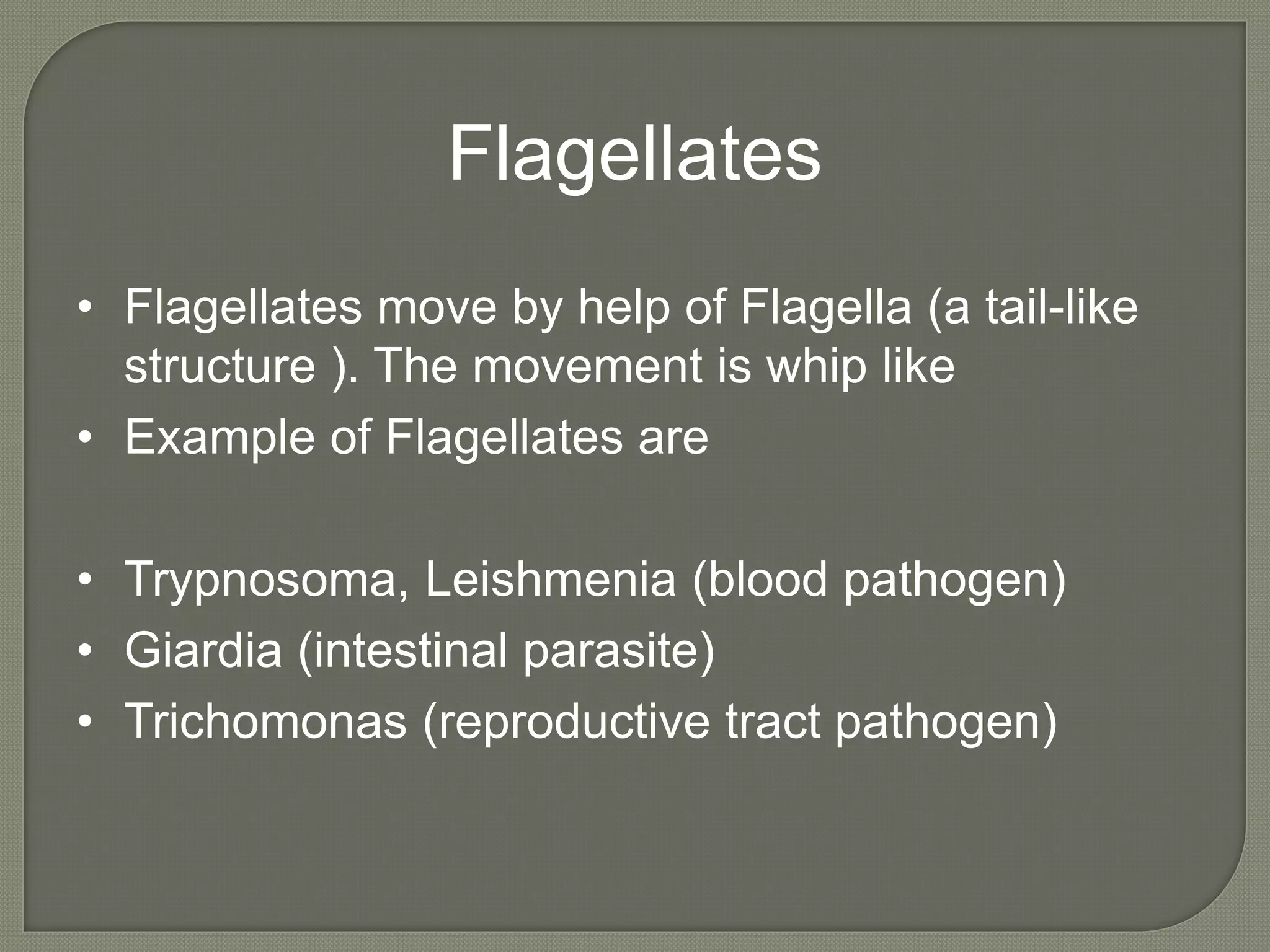 Flagellates
• Flagellates move by help of Flagella (a tail-like
structure ). The movement is whip like
• Example of Flagellates are
• Trypnosoma, Leishmenia (blood pathogen)
• Giardia (intestinal parasite)
• Trichomonas (reproductive tract pathogen)
 