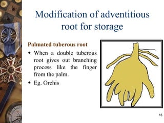 Modification of adventitious
root for storage
Palmated tuberous root
 When a double tuberous
root gives out branching
process like the finger
from the palm.
 Eg. Orchis
16
 