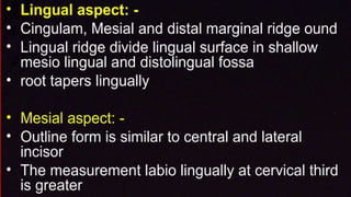 morphology of teeth.2.pptx