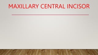 MAXILLARY CENTRAL INCISOR
 