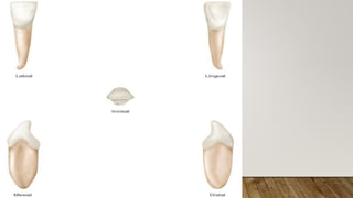 morphology of teeth.2.pptx
