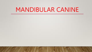 MANDIBULAR CANINE
 