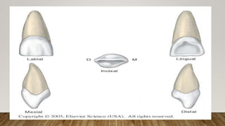 morphology of teeth.2.pptx