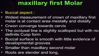 morphology of teeth.2.pptx