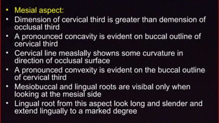 morphology of teeth.2.pptx