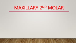 MAXILLARY 2ND MOLAR
 