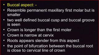 morphology of teeth.2.pptx