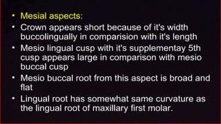 morphology of teeth.2.pptx