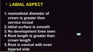morphology of teeth.2.pptx