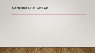 MANDIBULAR 1ST MOLAR
 