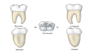 morphology of teeth.2.pptx