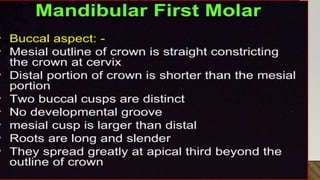 morphology of teeth.2.pptx