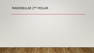 MANDIBULAR 2ND MOLAR
 