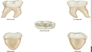 morphology of teeth.2.pptx