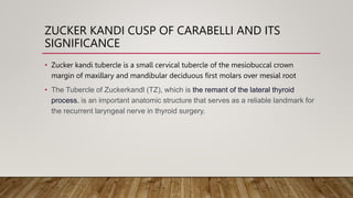 ? Zucker kandi tubercle is a small cervical tubercle of the mesiobuccal crown
margin of maxillary and mandibular deciduous first molars over mesial root
? The Tubercle of Zuckerkandl (TZ), which is the remant of the lateral thyroid
process, is an important anatomic structure that serves as a reliable landmark for
the recurrent laryngeal nerve in thyroid surgery.
ZUCKER KANDI CUSP OF CARABELLI AND ITS
SIGNIFICANCE
 