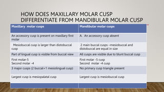 HOW DOES MAXILLARY MOLAR CUSP
DIFFERENTIATE FROM MANDIBULAR MOLAR CUSP
Maxillary molar cusps Mandibular molar cusps
An accessory cusp is present on maxillary first
molar
A. An accessory cusp absent
Mesiobuccal cusp is larger than distobuccal
cusp
2 main buccal cusps Cmesiobuccal and
distobuccal are equal in size
Part of lingual cusp is visible from buccal view All cusps are visible due to blunt buccal cusp
First molar-5
Second molar -4
First molar -5 cusp
Second molar -4 cusp
3 major cusps (2 buccal+1 mesiolingual cusp) No primary cusp triangle present
Largest cusp is mesiopalatal cusp Largest cusp is mesiobuccal cusp
 