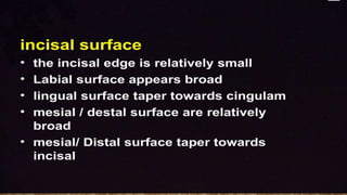morphology of teeth.2.pptx