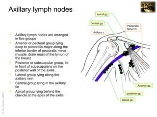 Morphology of the mammary gland | PPT