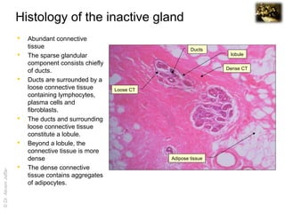 Inactive Mammary Gland Histology