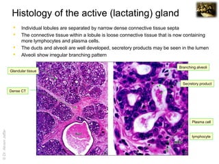 Inactive Mammary Gland Histology