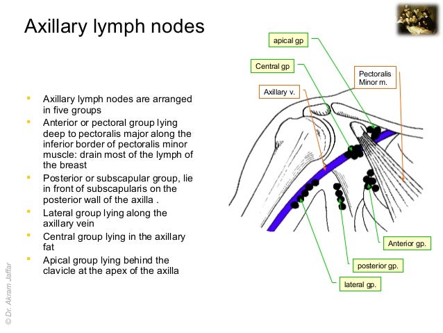 Morphology of the mammary gland