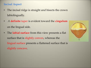 Labiolingually Morphology of tooth | PPT
