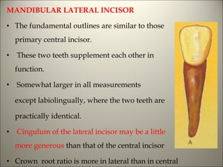 Labiolingually Morphology of tooth | PPT