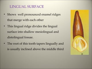 Deep Ridge Vs Shallow Ridge Tooth Morphology of tooth | PPT