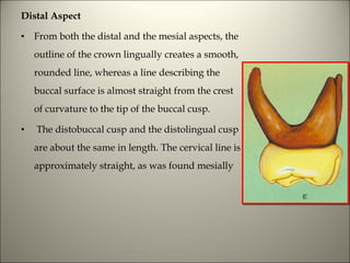 Morphology of tooth | PPT