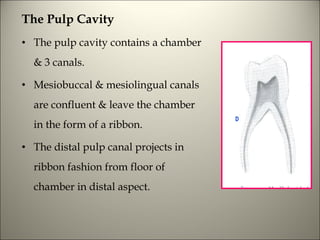 Morphology of tooth | PPT